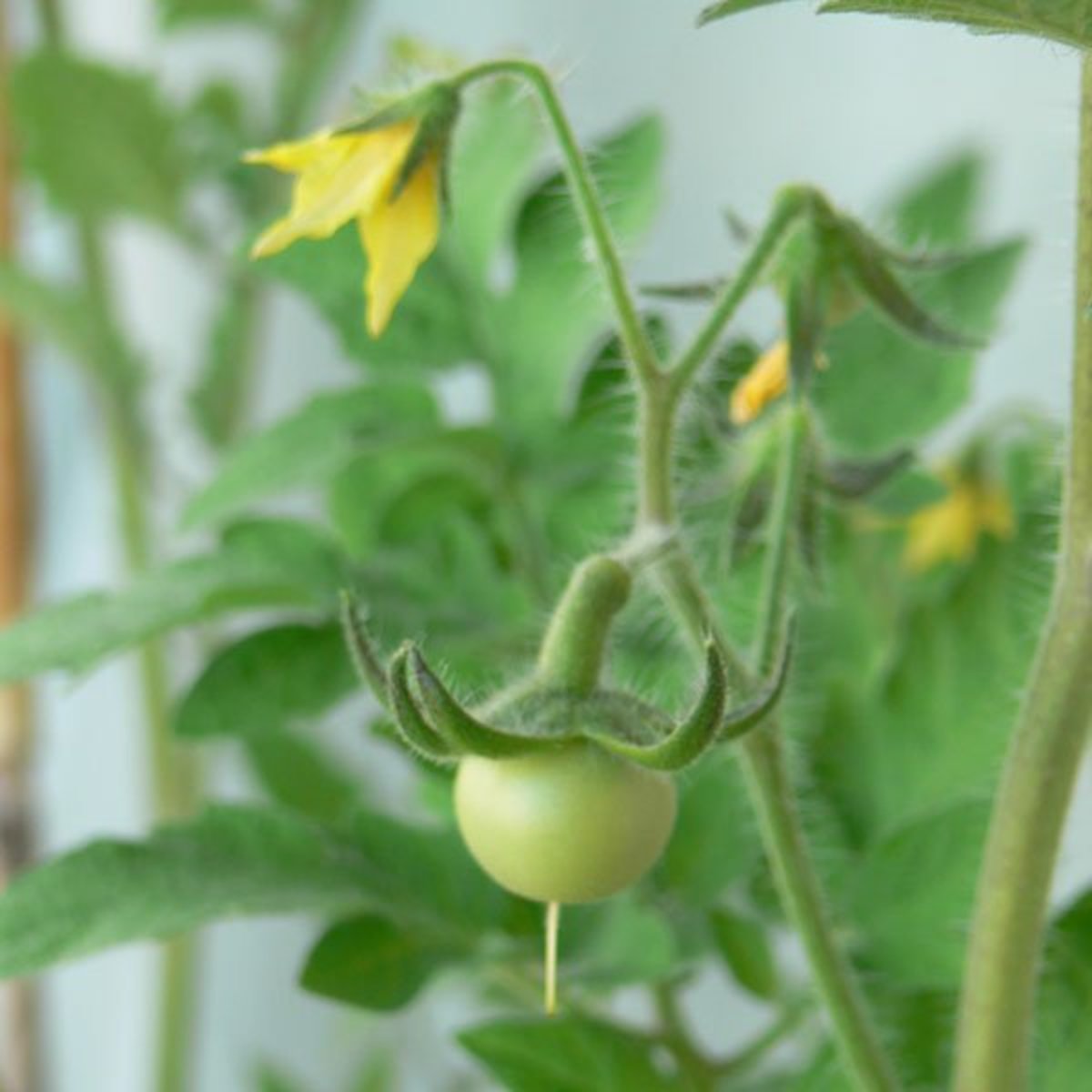 Tomatoes 10.5cm